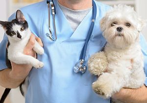 Veterinary